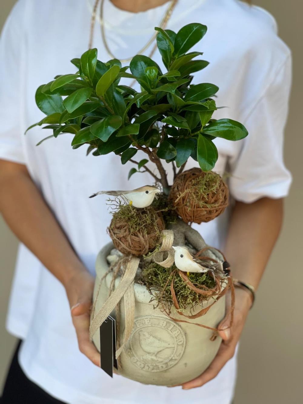 Bird Mini Bonsai Ağacı